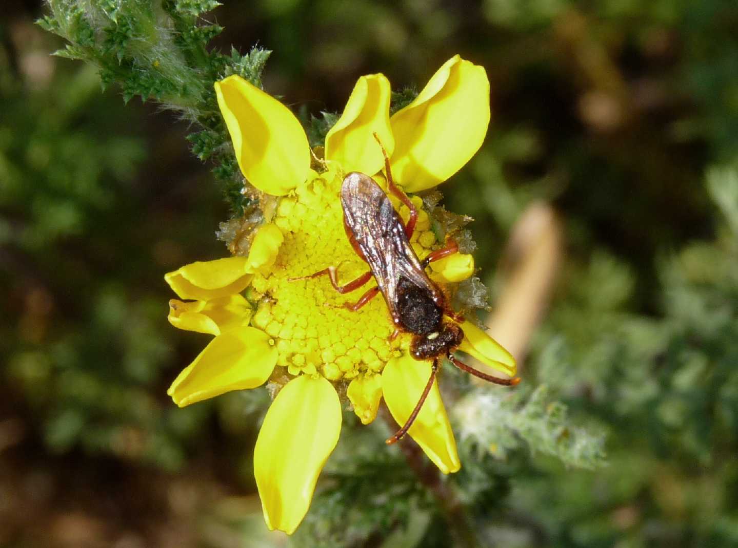 Nomada (2 specie)